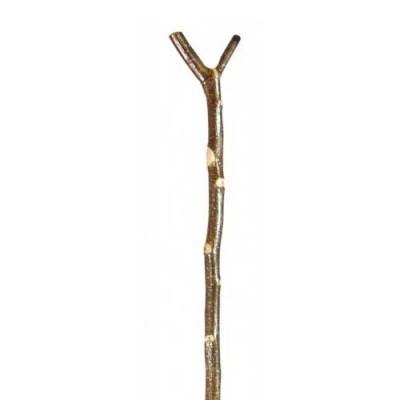 Extra Tall Ash Knobstick 1205 The Walking Stick Store Classic